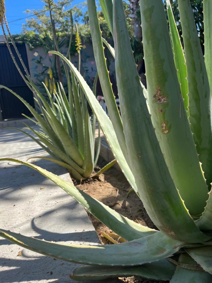 Dici Co-living Housing Bed & Breakfast Cabo San Lucas