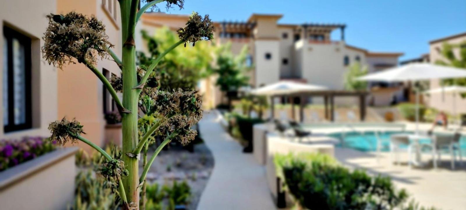 Amazing 2br Pool/jacuzzi/beach/ Resort/10min Cabo