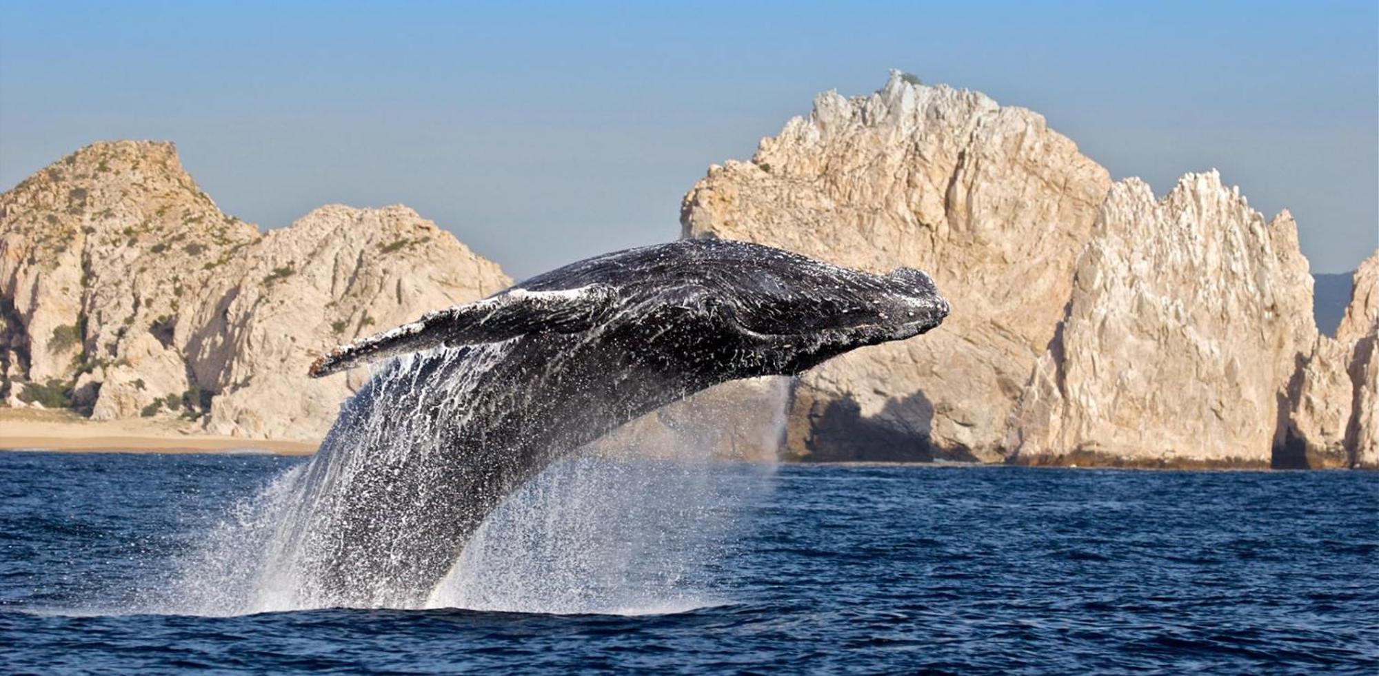 Harbour Junior Aparthotel Cabo San Lucas