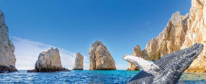 Harbour Junior Cabo San Lucas
