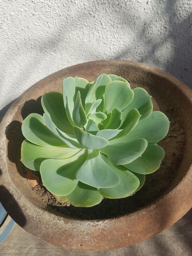 Milagros Cabo San Lucas
