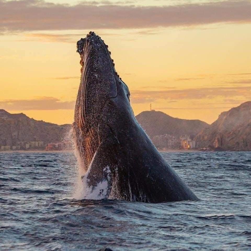 Mesmerizing Ocean Views King Beds Luxury Family Friendly Cabo San Lucas