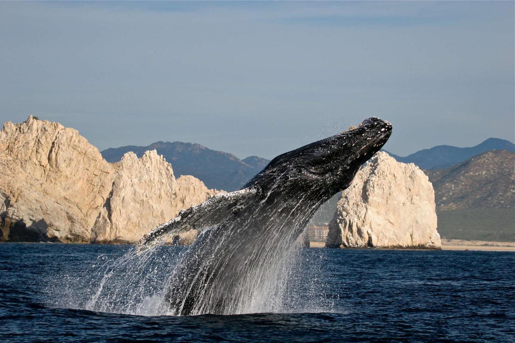 Park Hyatt Cabos At Cabo Del Sol 4*
