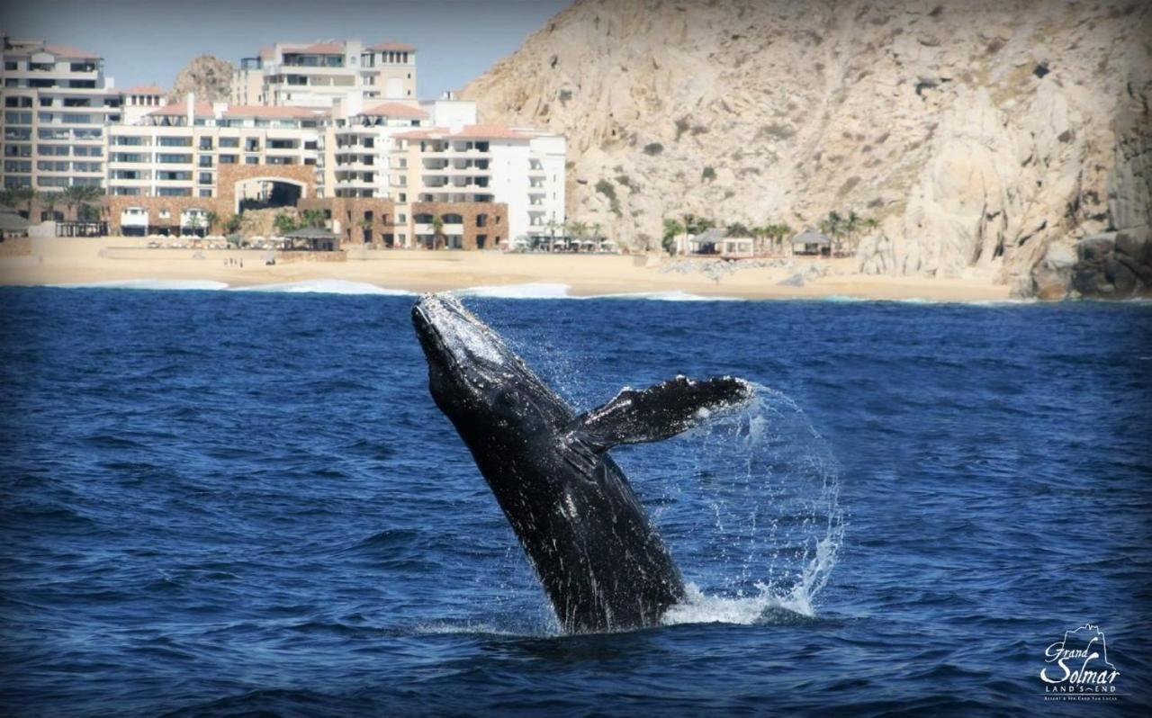 Grand Solmar Land's End & Resort Cabo San Lucas